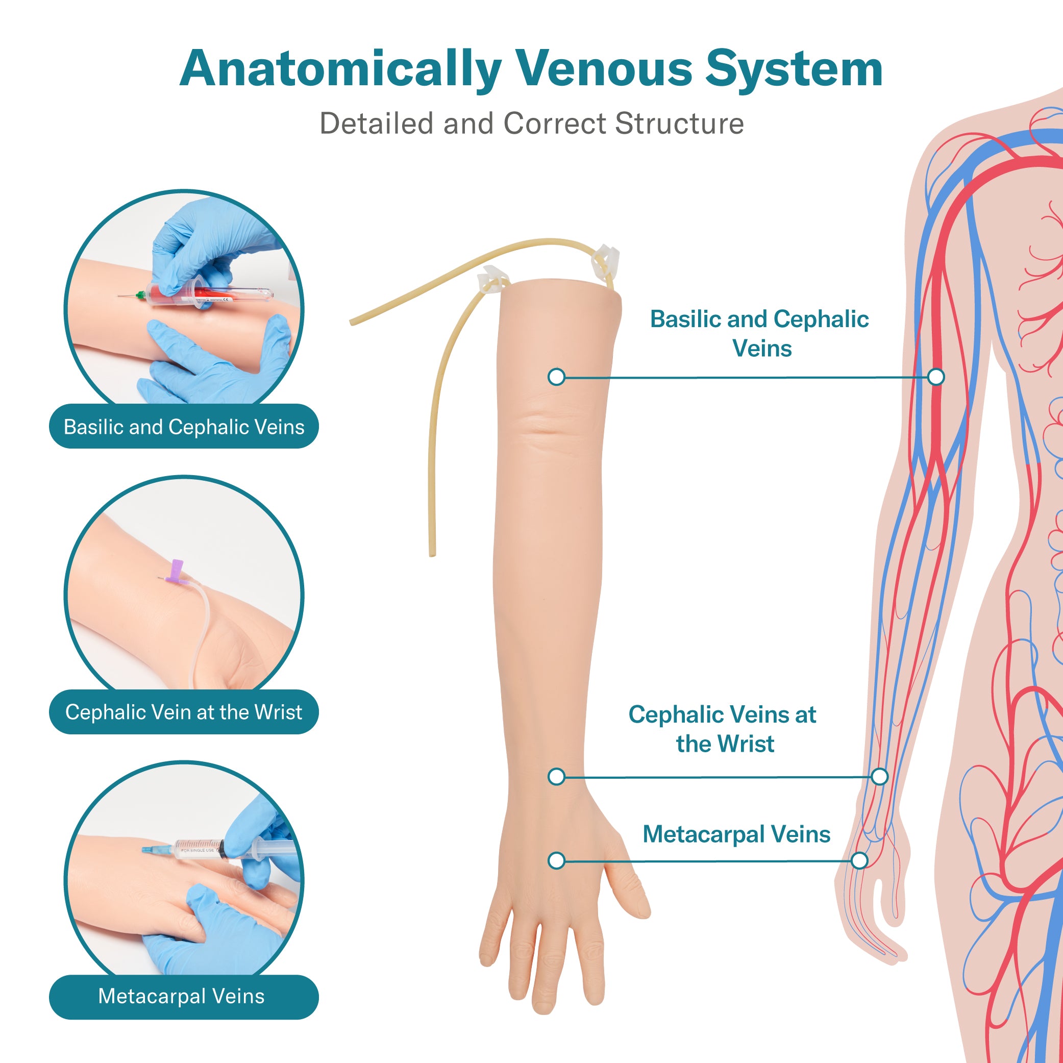 Alcedo IV & Phlebotomy Simulation Practice Arm